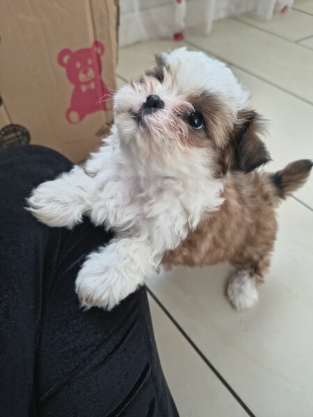 Shih tzu puiuti