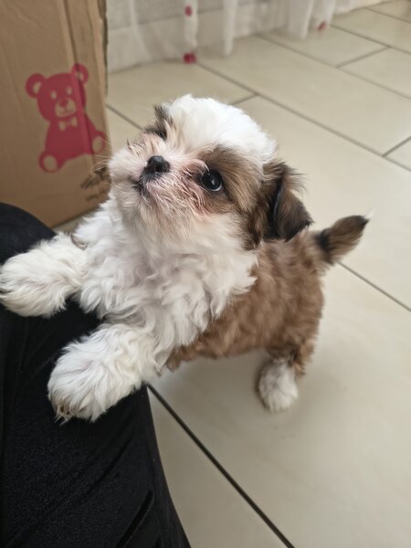 Shih tzu puiuti