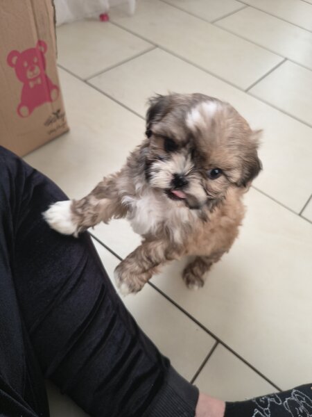 Shih tzu puiuti