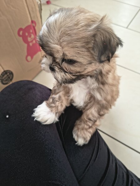 Shih tzu puiuti