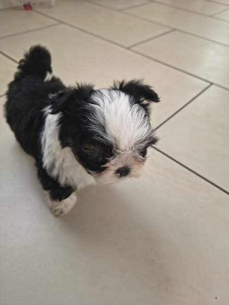 Shih tzu puiuti