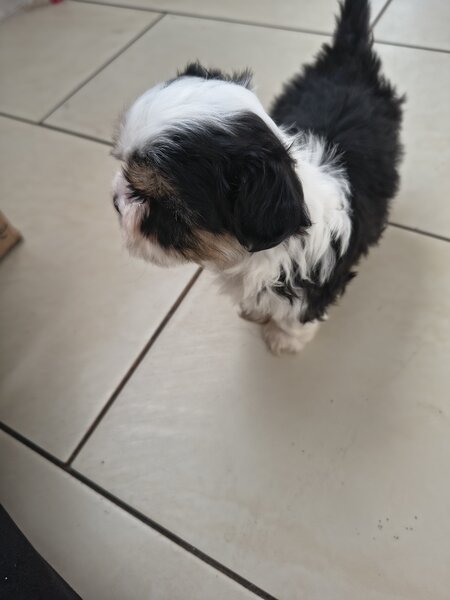 Shih tzu puiuti