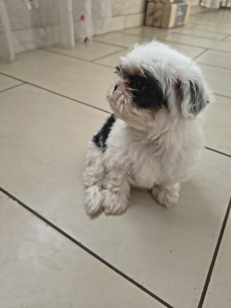 Shih tzu puiuti