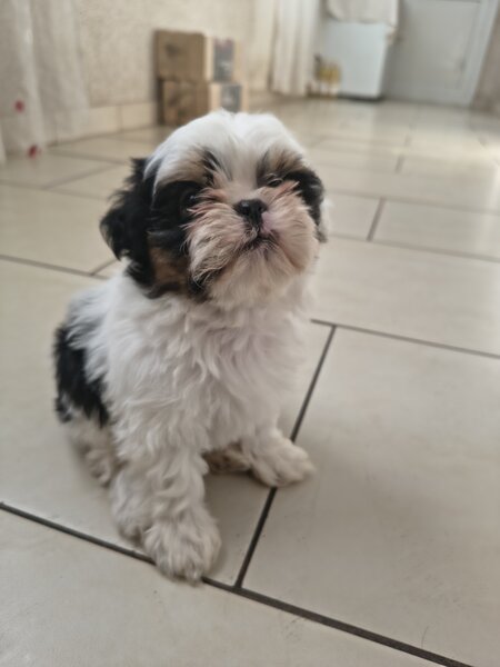 Shih tzu puiuti