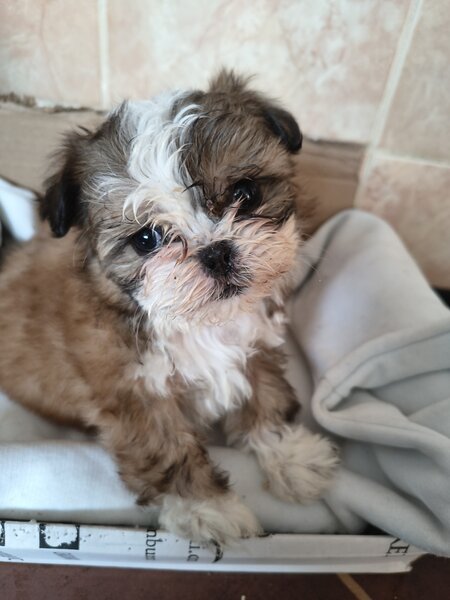 Shih tzu puiuti