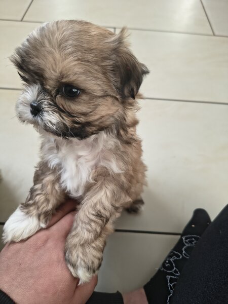 Shih tzu puiuti