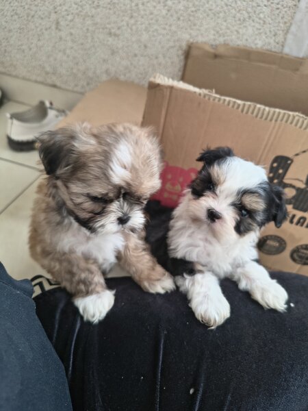 Shih tzu puiuti