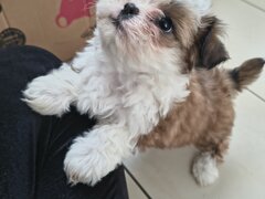 Shih tzu puiuti