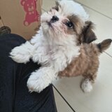 Shih tzu puiuti