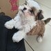 Shih tzu puiuti