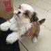 Shih tzu puiuti