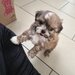 Shih tzu puiuti