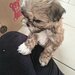 Shih tzu puiuti