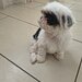 Shih tzu puiuti