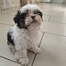Shih tzu puiuti