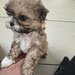 Shih tzu puiuti