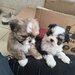 Shih tzu puiuti